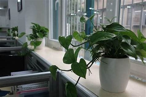 办公室植物风水 台灣吉利數字